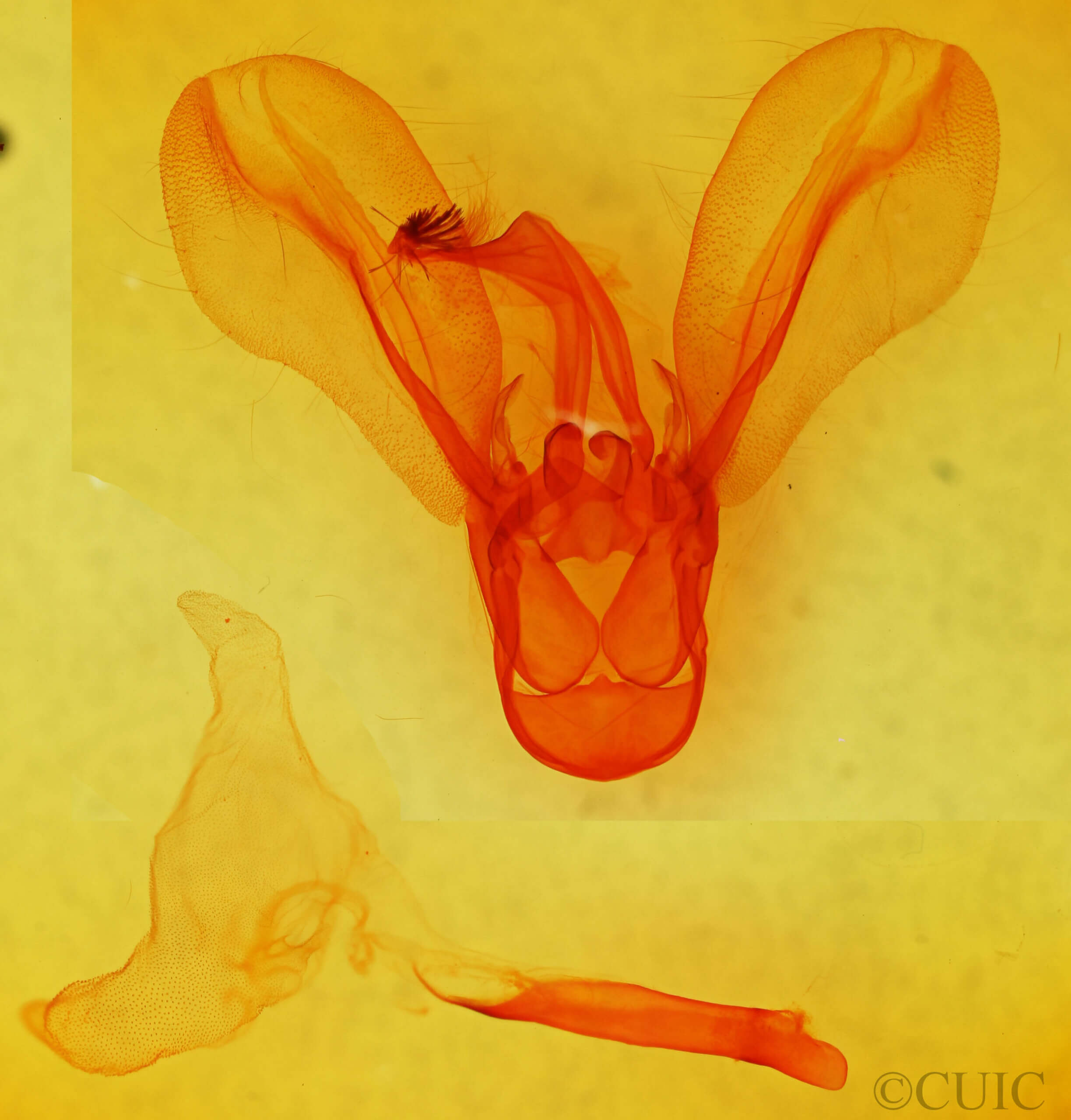 genitalia view of adult Melipotis indomita