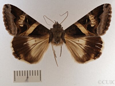 dorsal view of adult Melipotis indomita