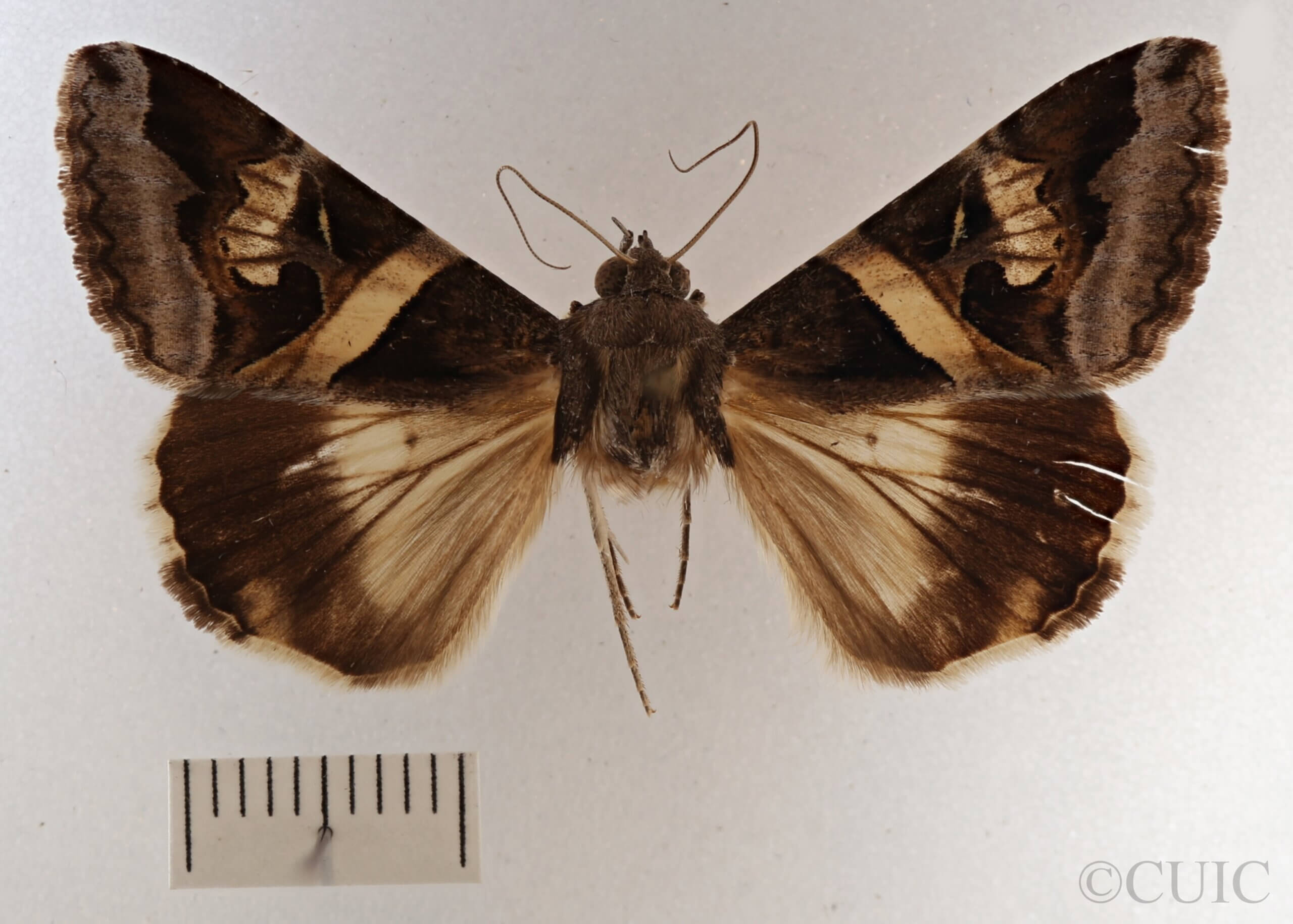 dorsal view of adult Melipotis indomita