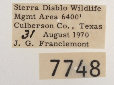 label view of adult Melipotis indomita