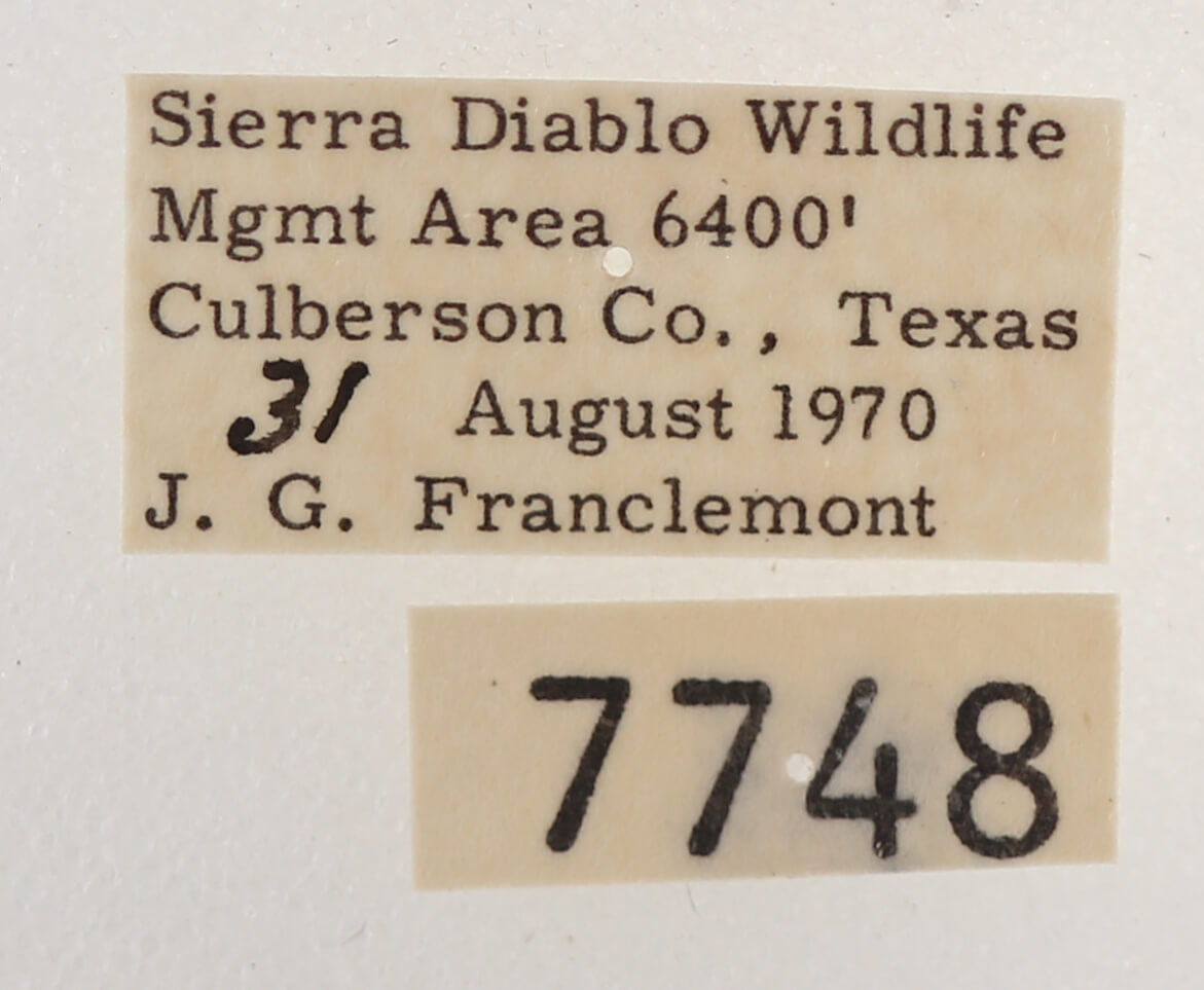 label view of adult Melipotis indomita