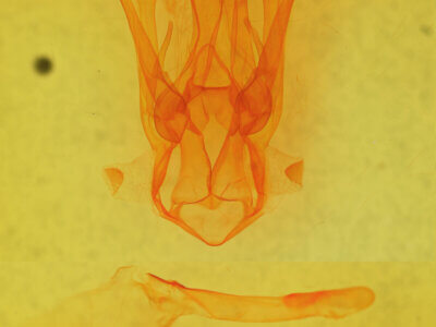 genitalia view of adult Melipotis novanda