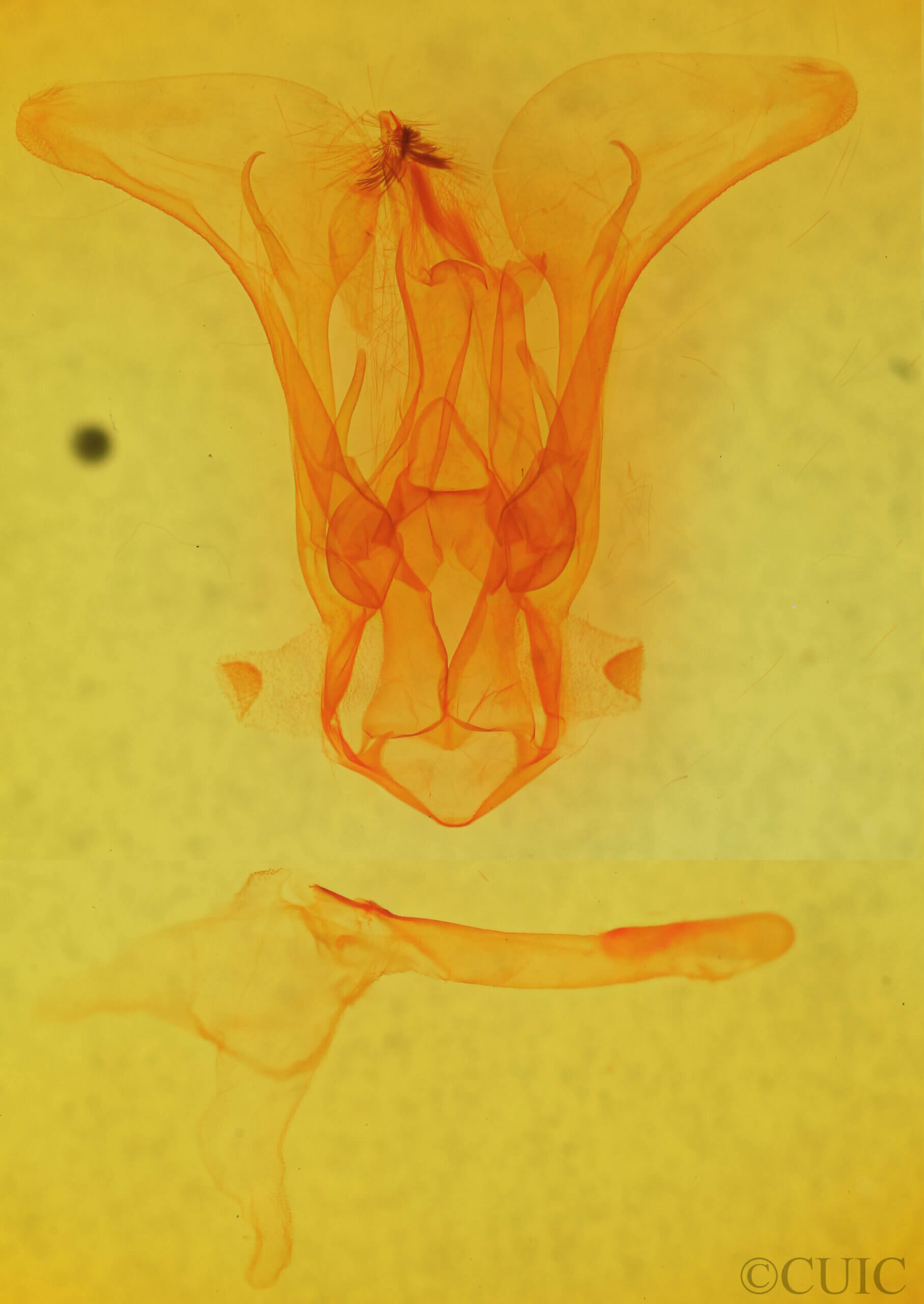 genitalia view of adult Melipotis novanda