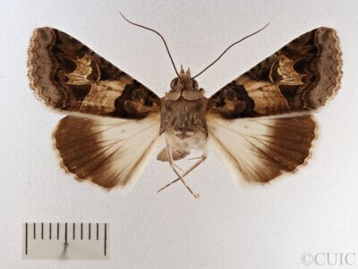 dorsal view of adult Melipotis novanda