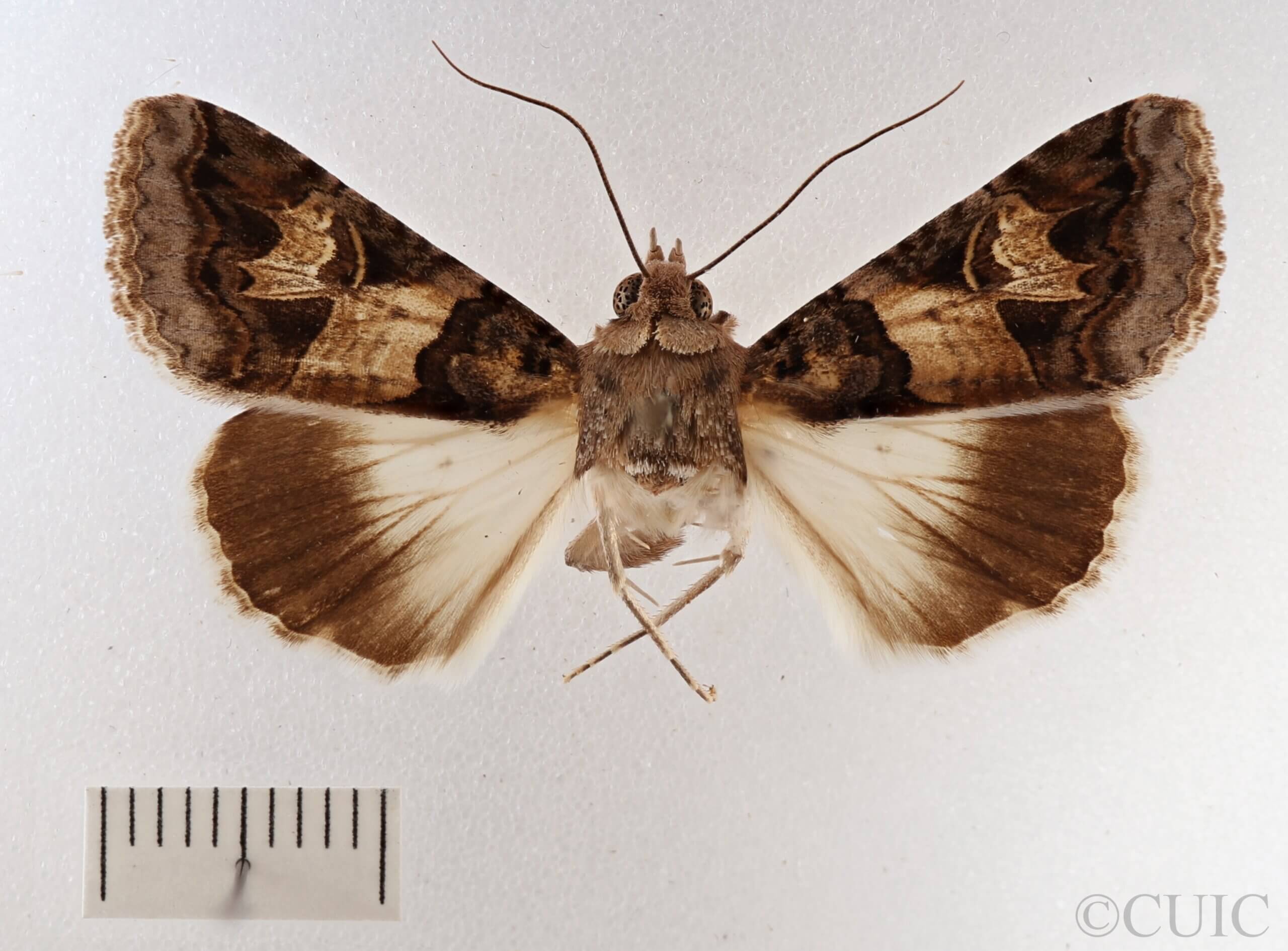 dorsal view of adult Melipotis novanda