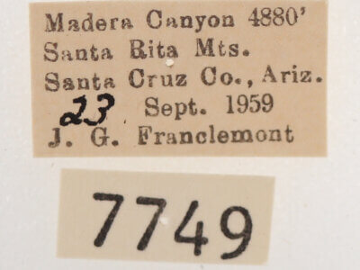 label view of adult Melipotis novanda