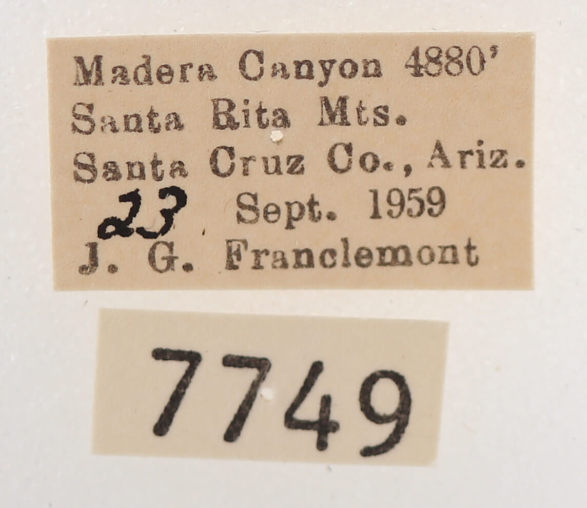 label view of adult Melipotis novanda