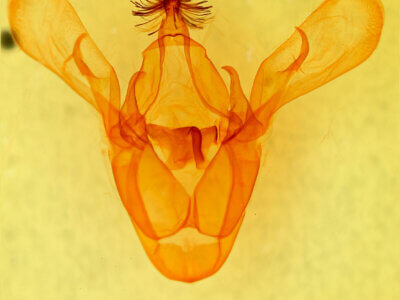 genitalia view of adult Cissusa sp.