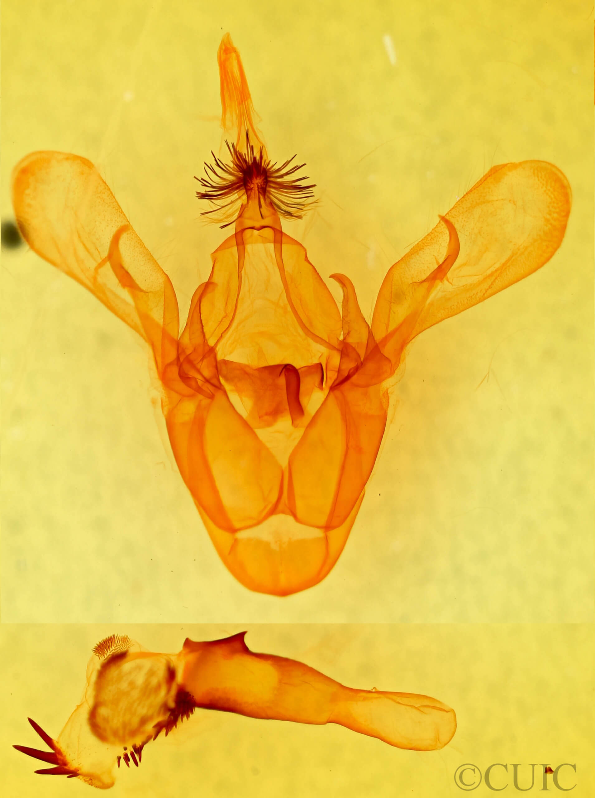 genitalia view of adult Cissusa sp.