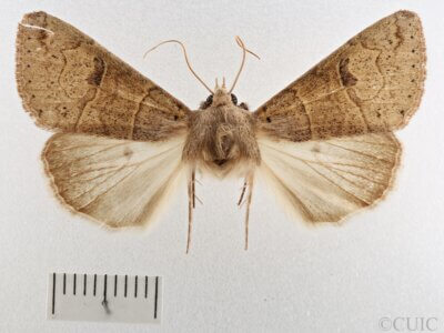 dorsal view of adult Cissusa sp.