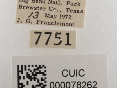 label view of adult Cissusa sp.