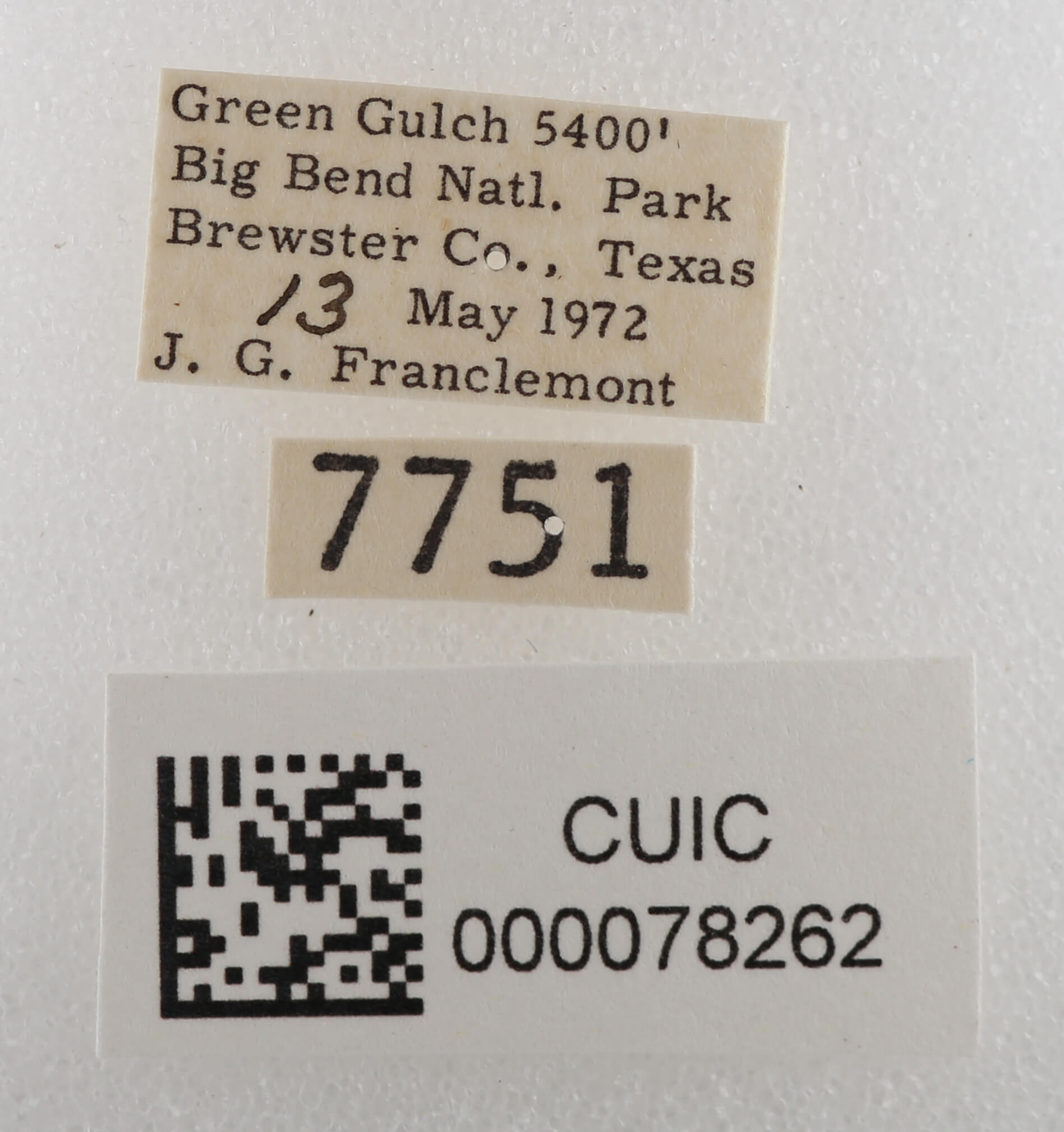 label view of adult Cissusa sp.