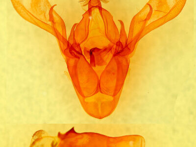 genitalia view of adult Cissusa sp.