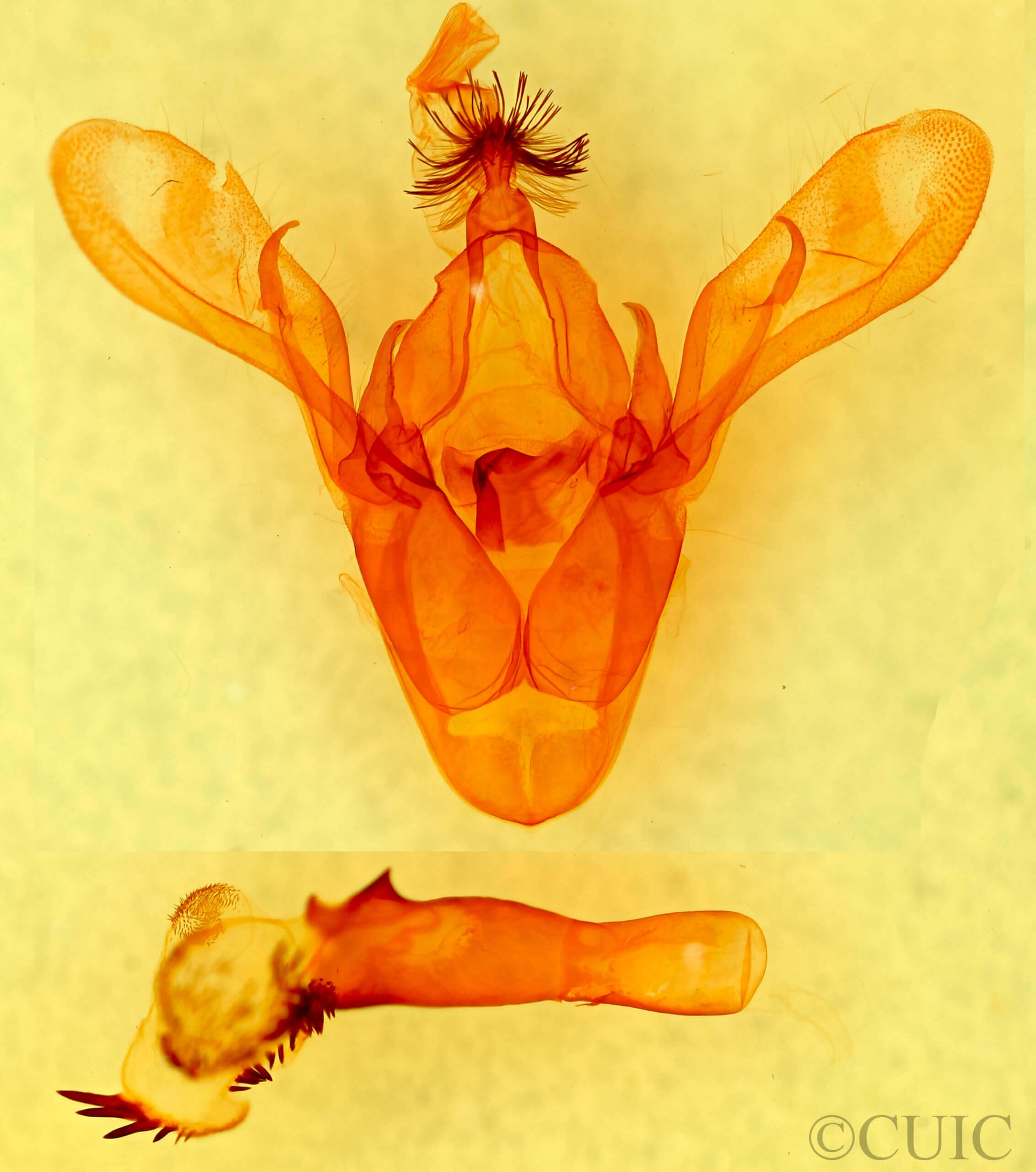 genitalia view of adult Cissusa sp.
