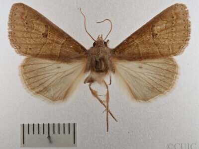 dorsal view of adult Cissusa sp.