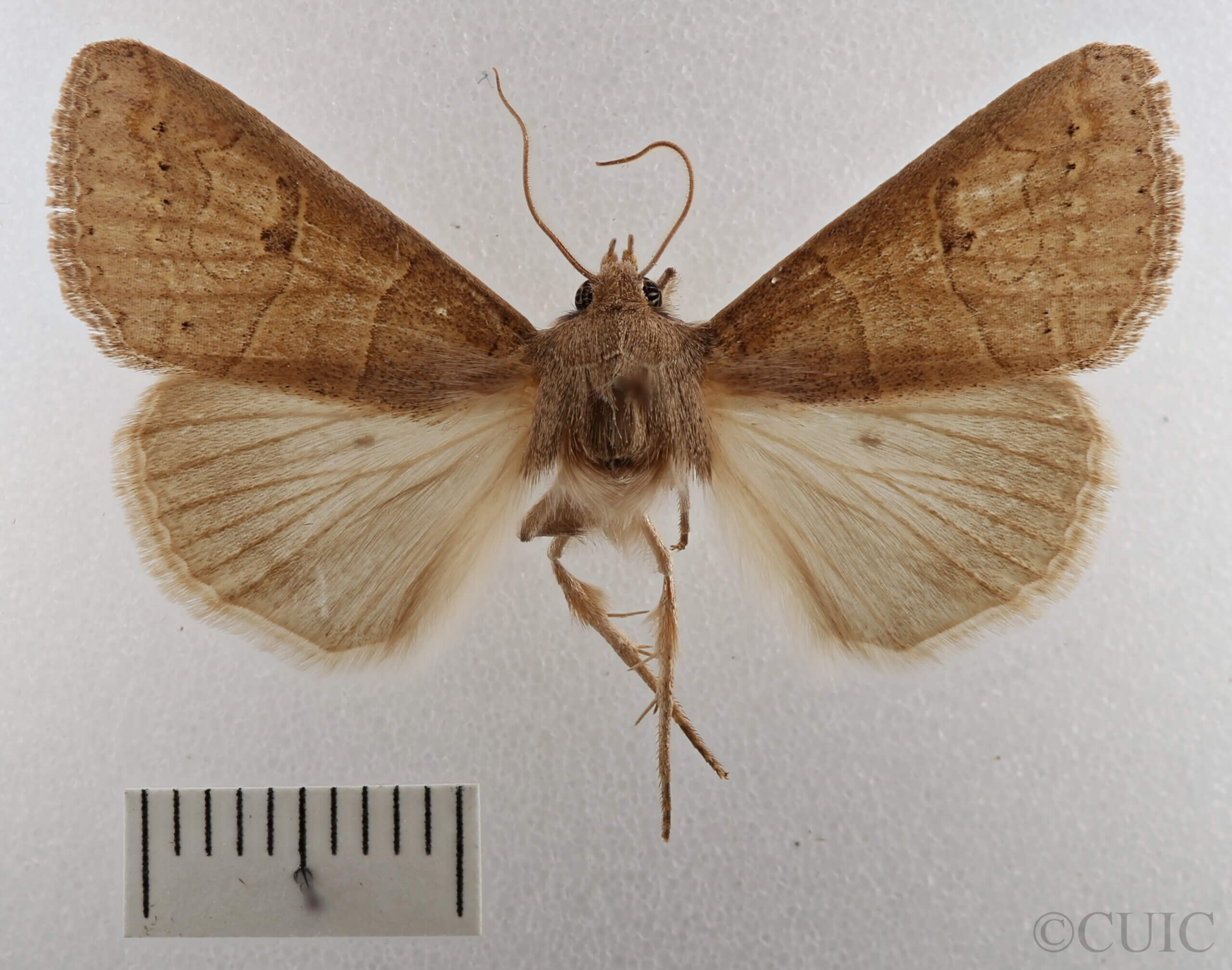 dorsal view of adult Cissusa sp.