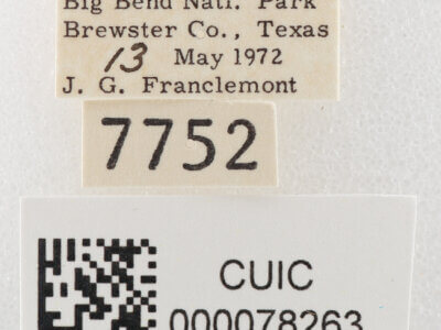 label view of adult Cissusa sp.