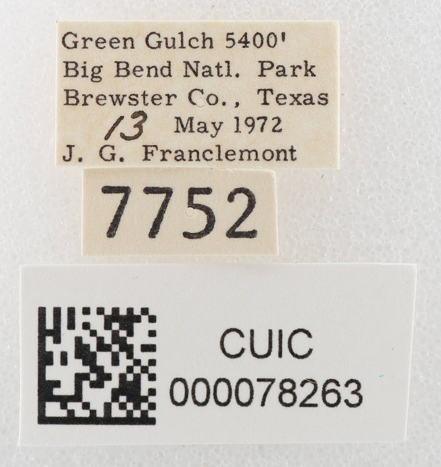 label view of adult Cissusa sp.