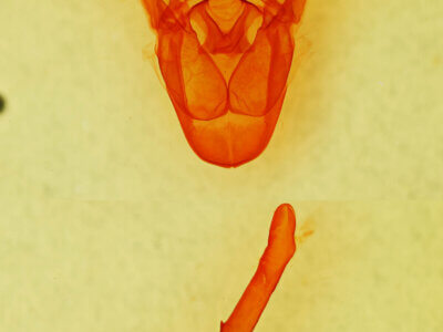 genitalia view of adult Cissusa mucronata