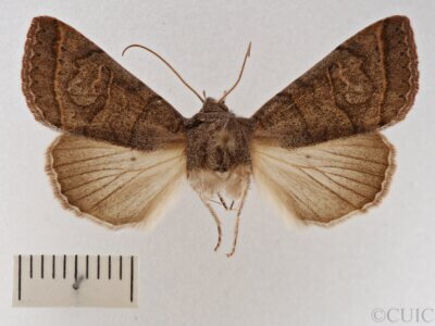 dorsal view of adult Cissusa mucronata