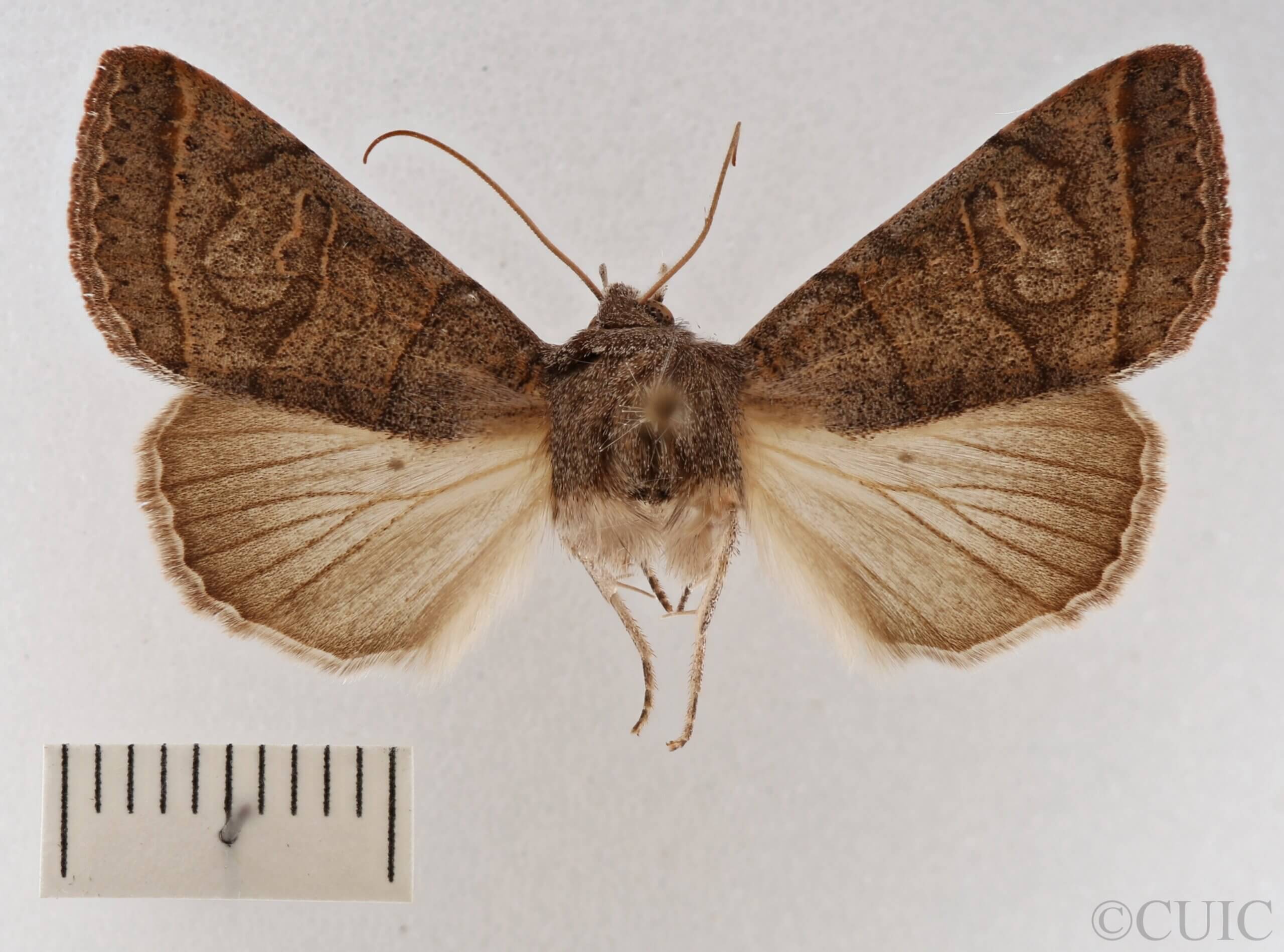 dorsal view of adult Cissusa mucronata