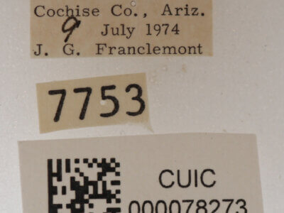 label view of adult Cissusa mucronata