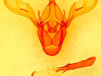 genitalia view of adult Cissusa mucronata