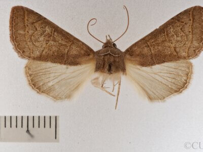 dorsal view of adult Cissusa mucronata