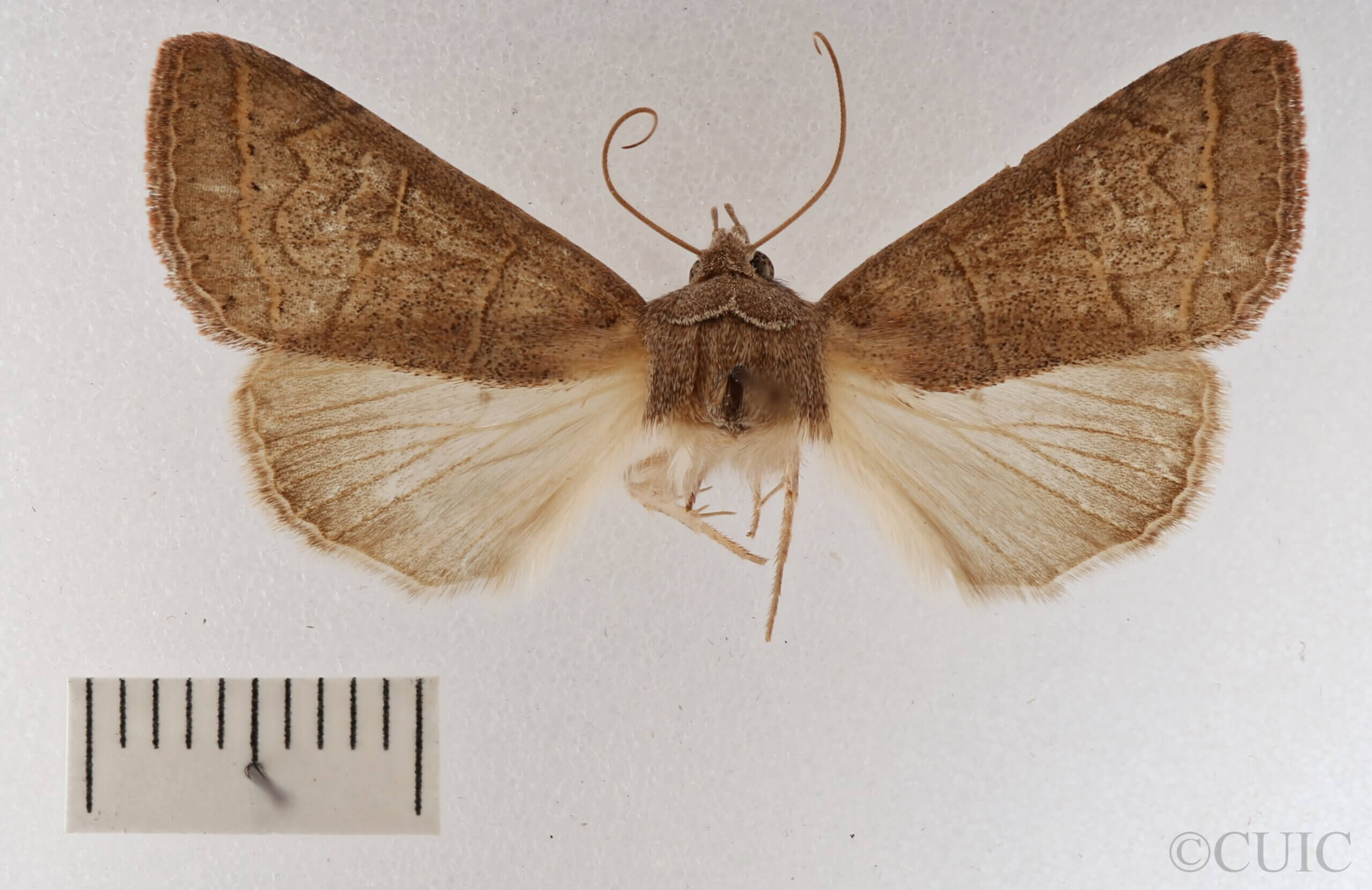 dorsal view of adult Cissusa mucronata