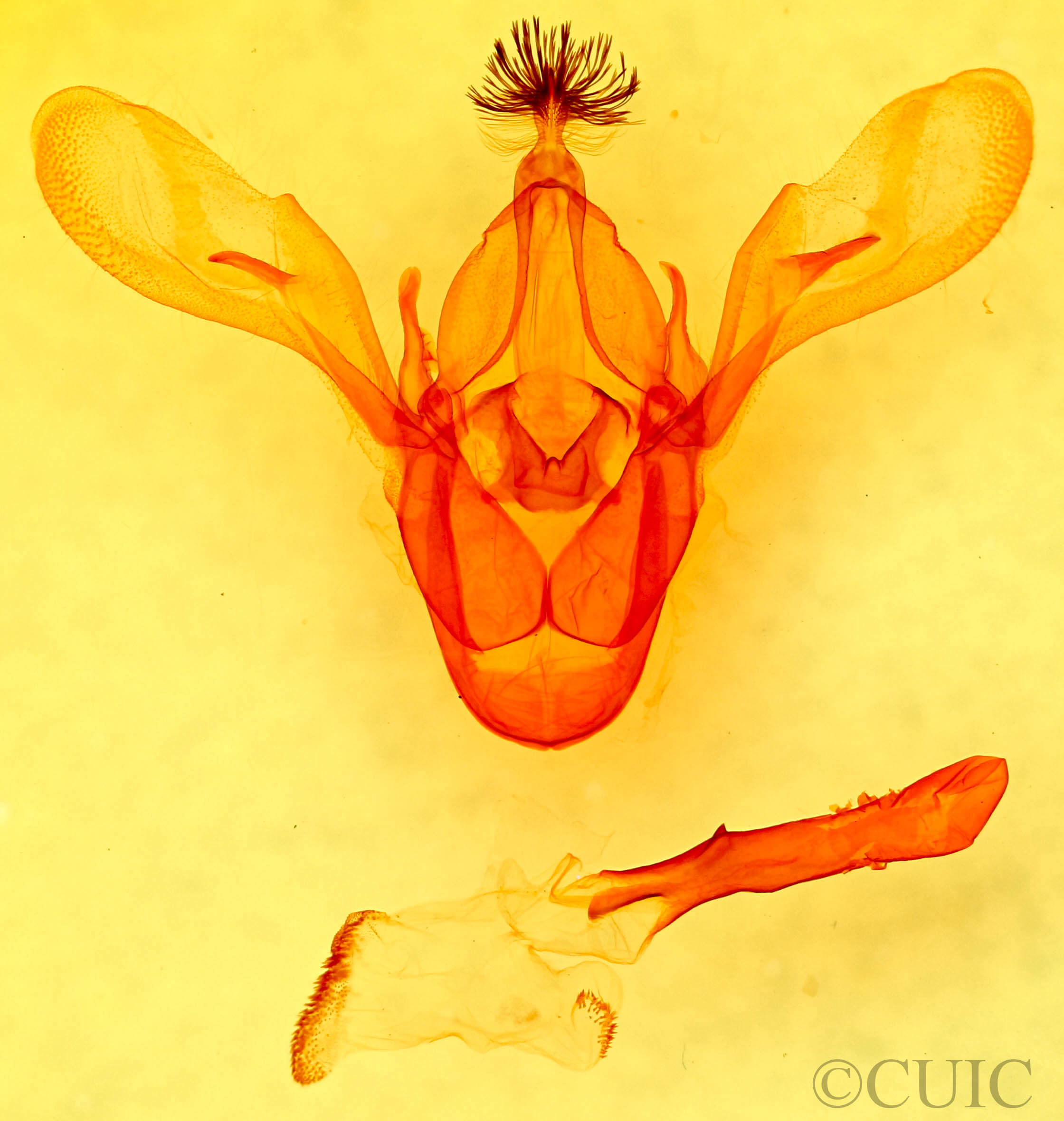 genitalia view of adult Cissusa mucronata