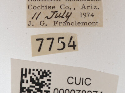 label view of adult Cissusa mucronata