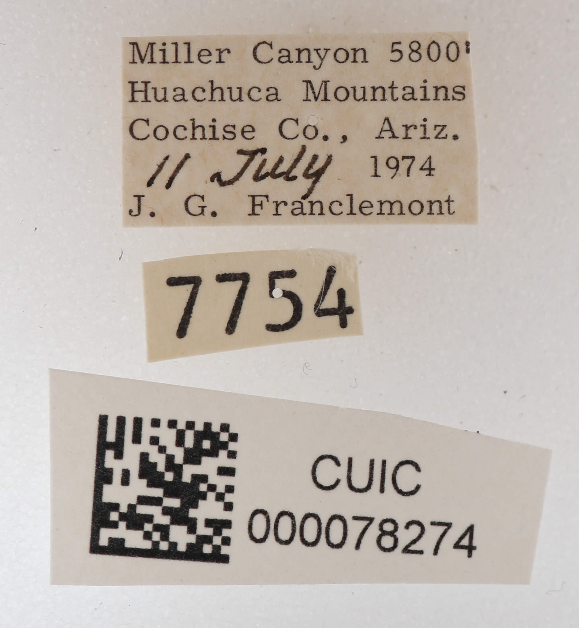 label view of adult Cissusa mucronata