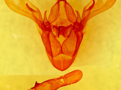 genitalia view of adult Cissusa sp.