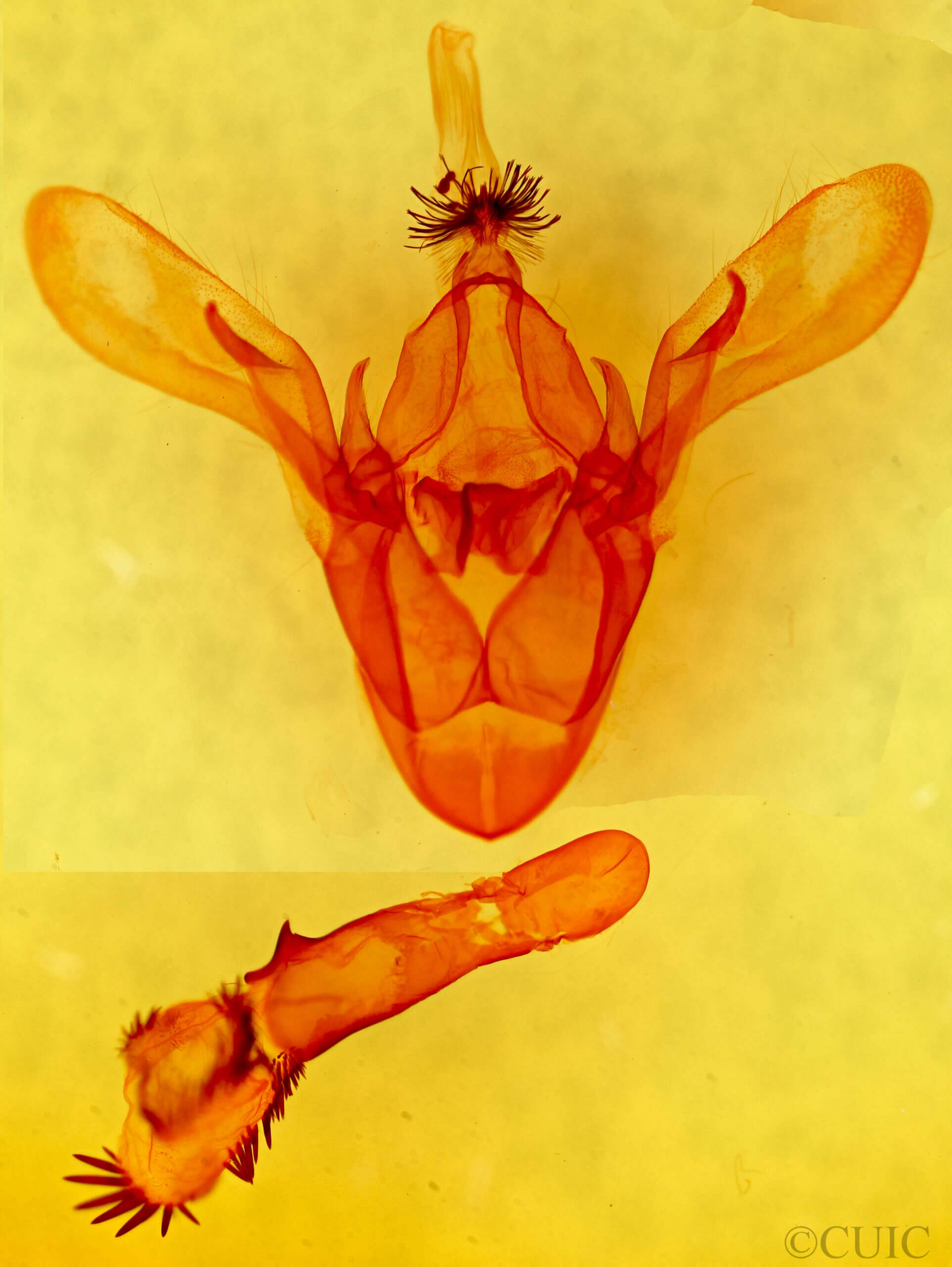 genitalia view of adult Cissusa sp.