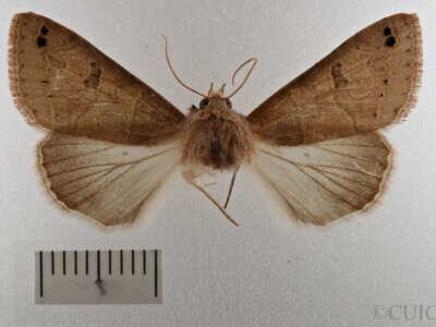 dorsal view of adult Cissusa sp.