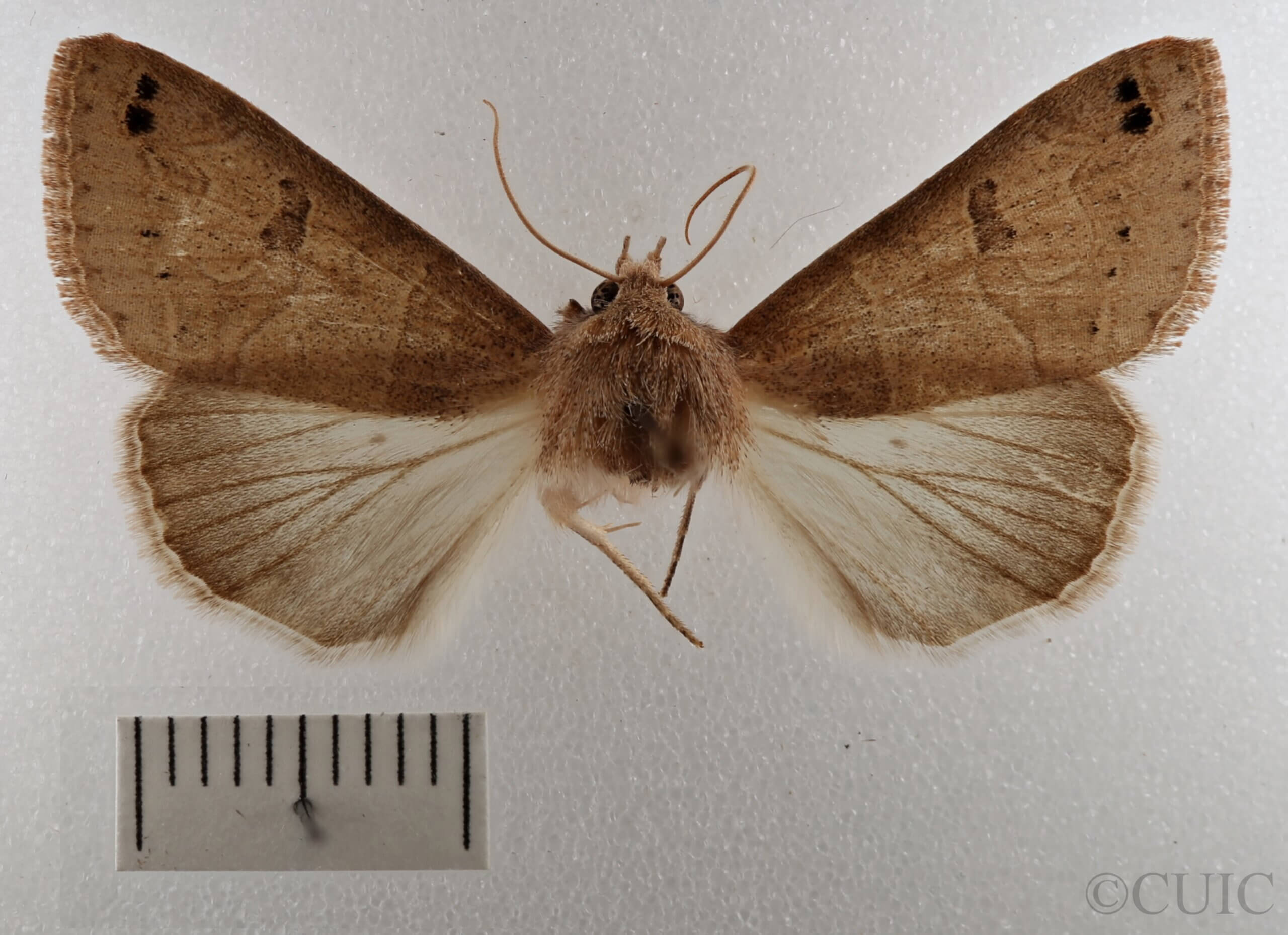 dorsal view of adult Cissusa sp.