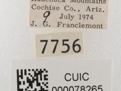 label view of adult Cissusa sp.