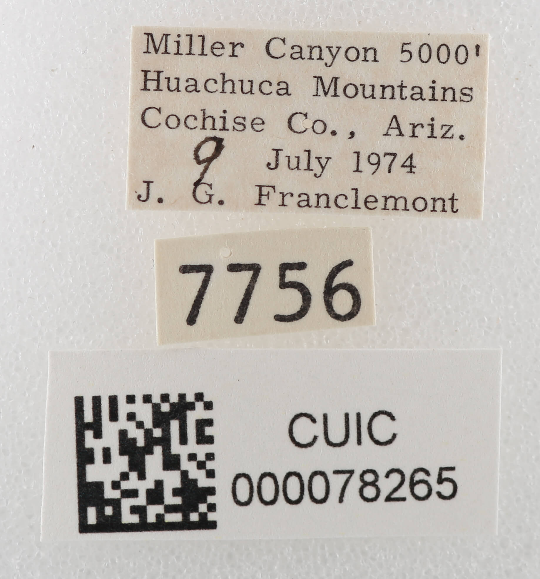 label view of adult Cissusa sp.