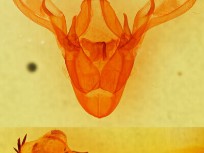 genitalia view of adult Cissusa sp.