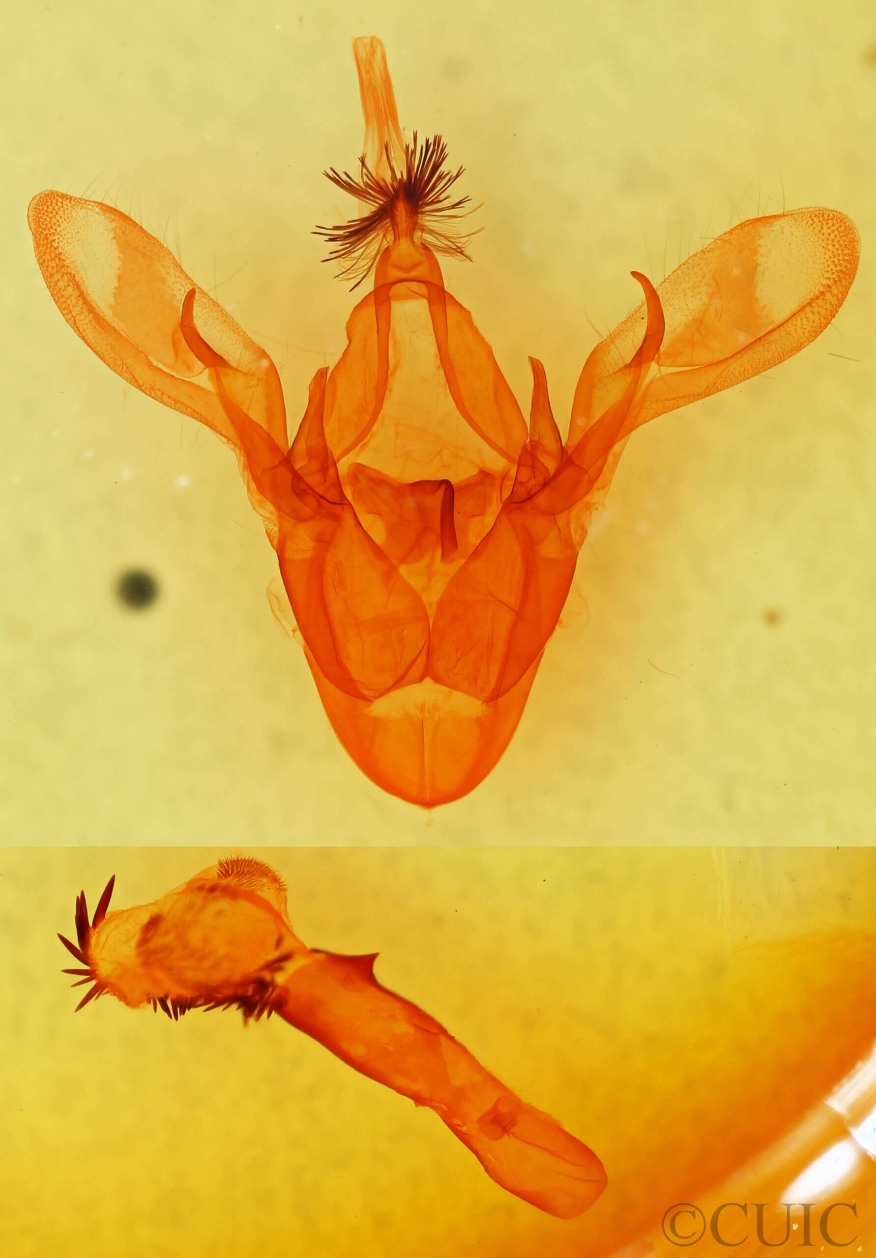 genitalia view of adult Cissusa sp.