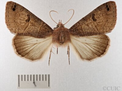 dorsal view of adult Cissusa sp.