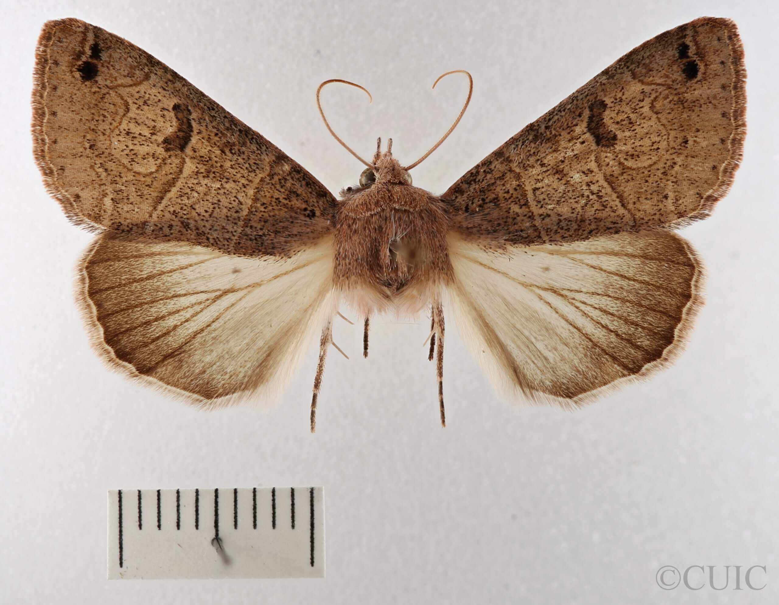 dorsal view of adult Cissusa sp.