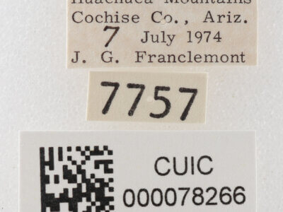 label view of adult Cissusa sp.