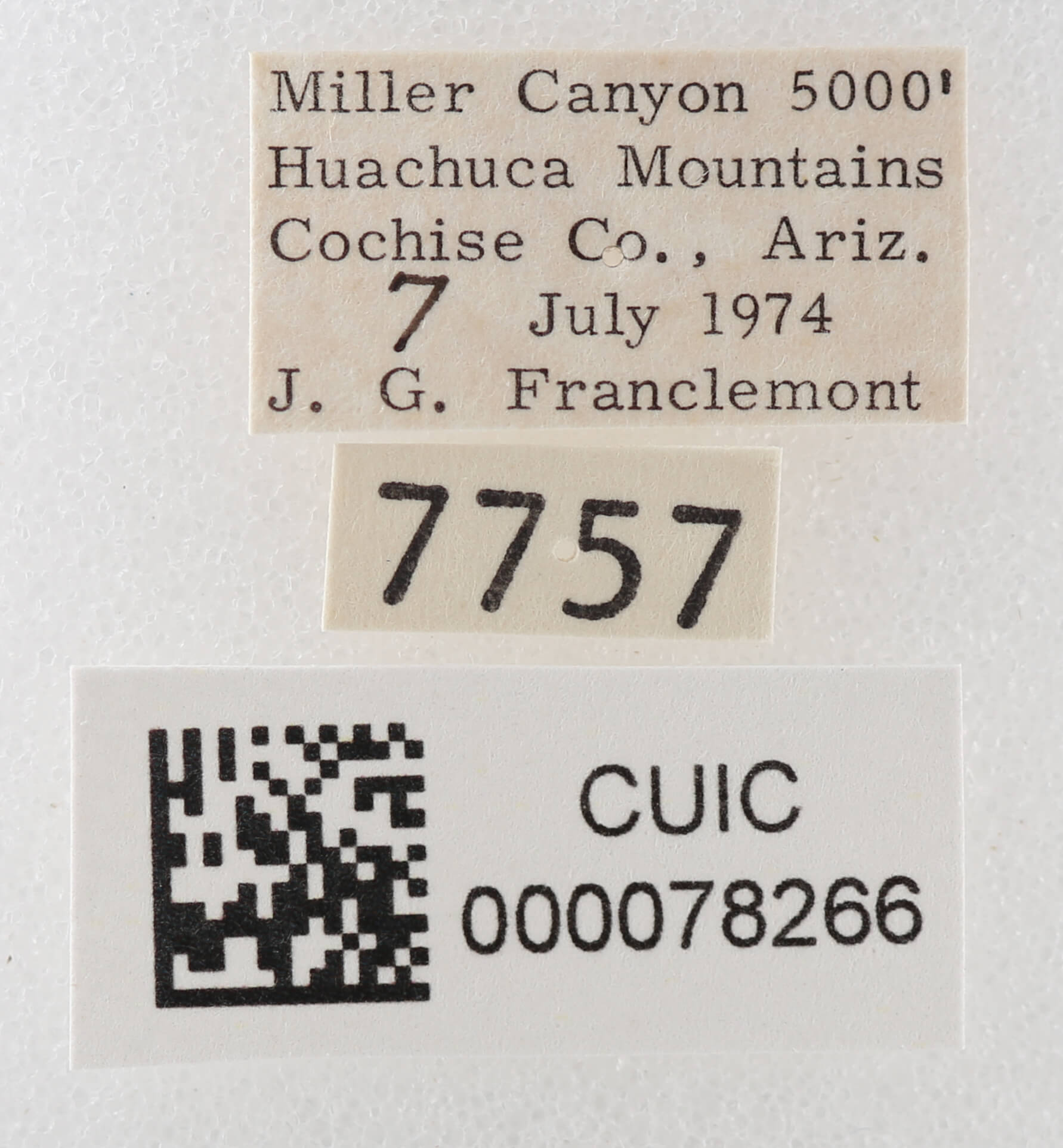 label view of adult Cissusa sp.