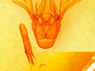 genitalia view of adult Cissusa mucronata