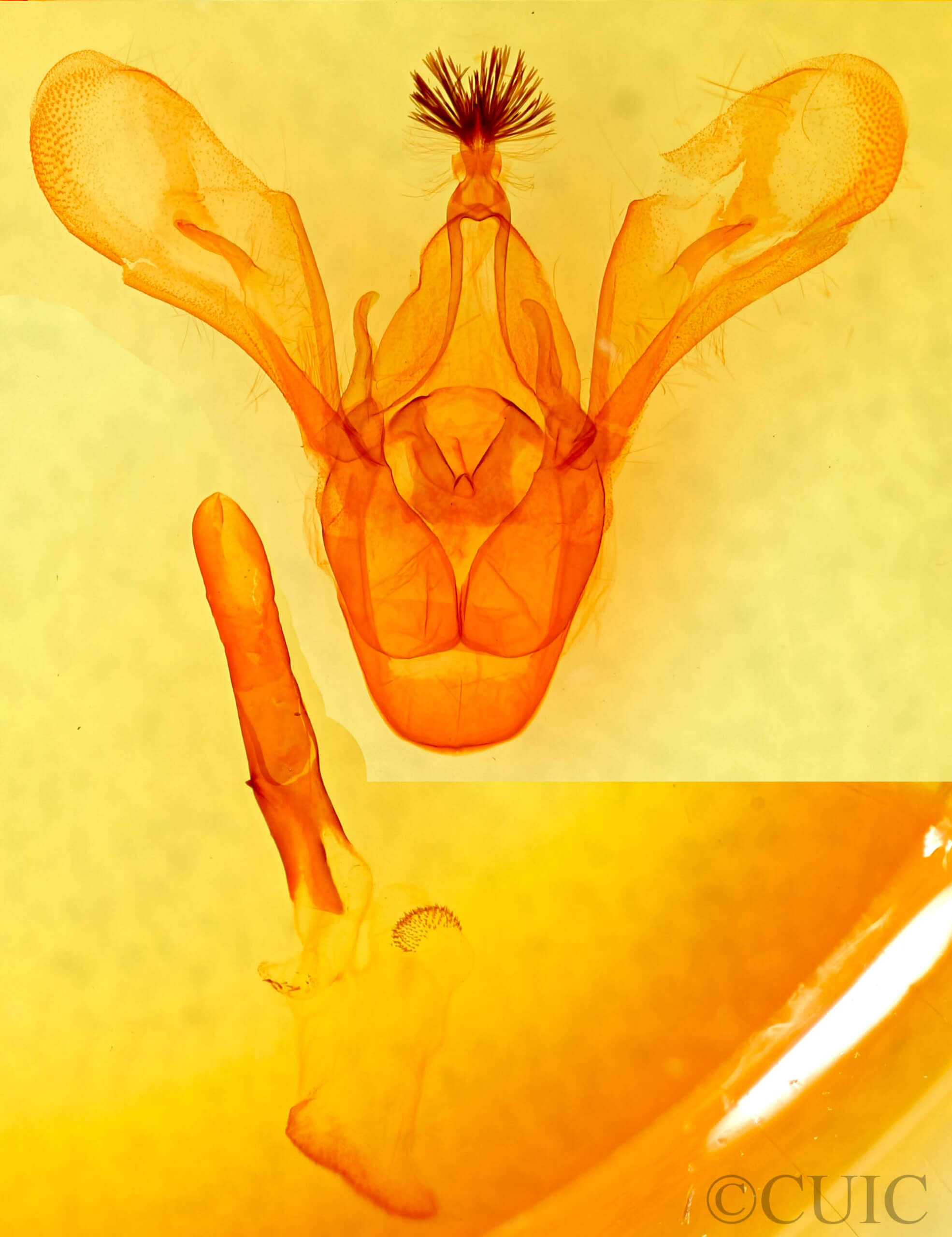 genitalia view of adult Cissusa mucronata