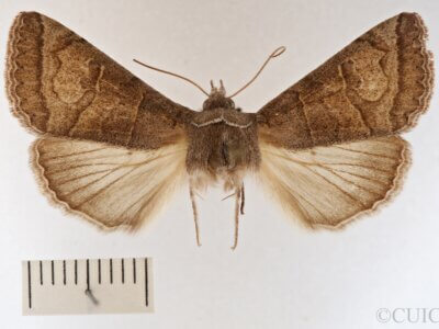 dorsal view of adult Cissusa mucronata