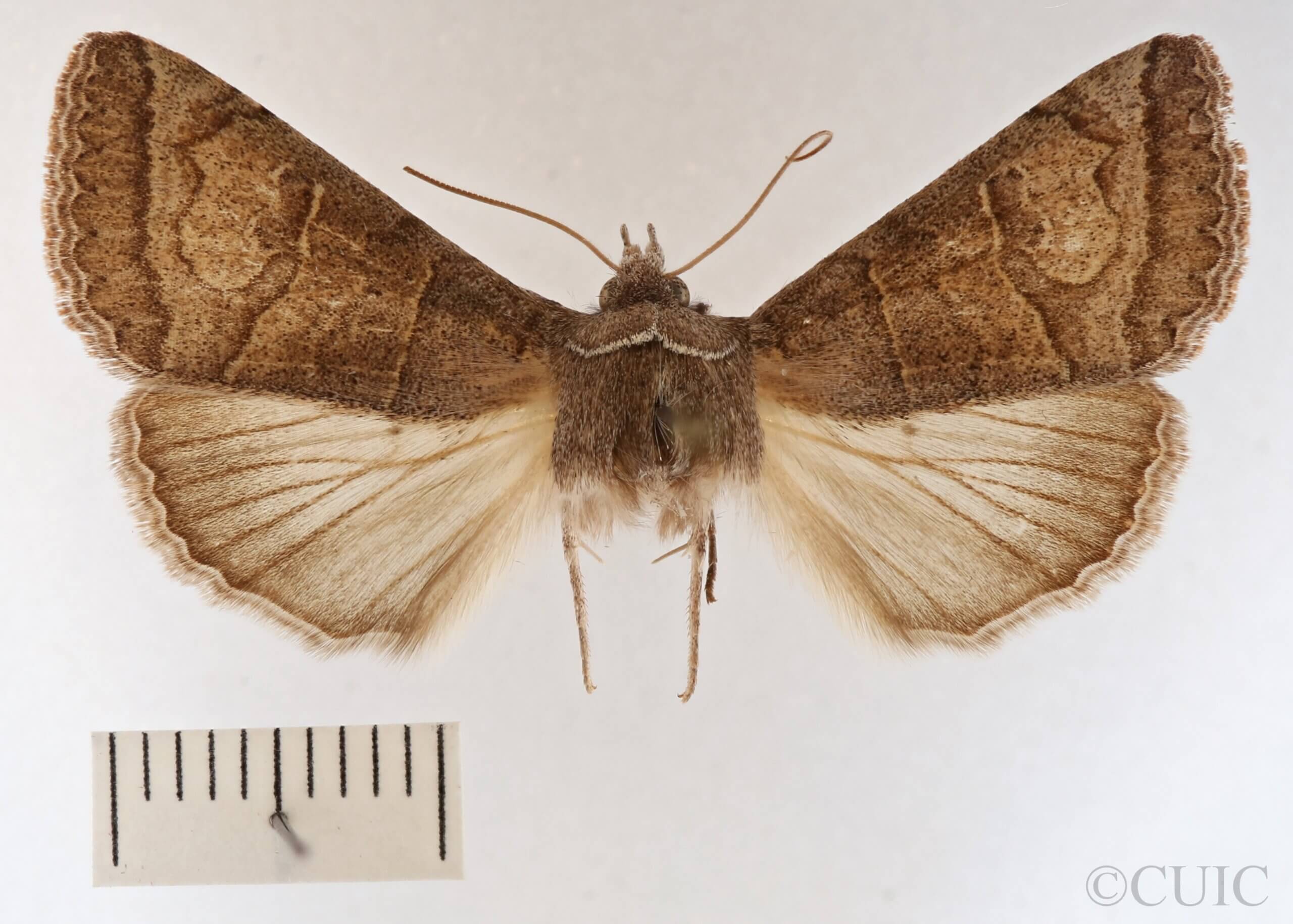 dorsal view of adult Cissusa mucronata