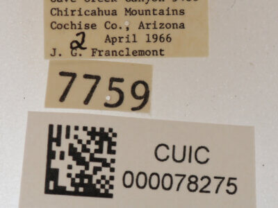 label view of adult Cissusa mucronata