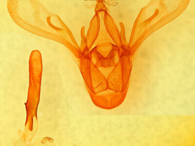 genitalia view of adult Cissusa mucronata